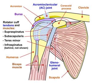 Shoulder_joint-physio