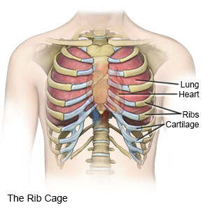 Picture Of What Is Under Your Rib Cage : Which Organs Are Protected by the Rib Cage? | Reference.com